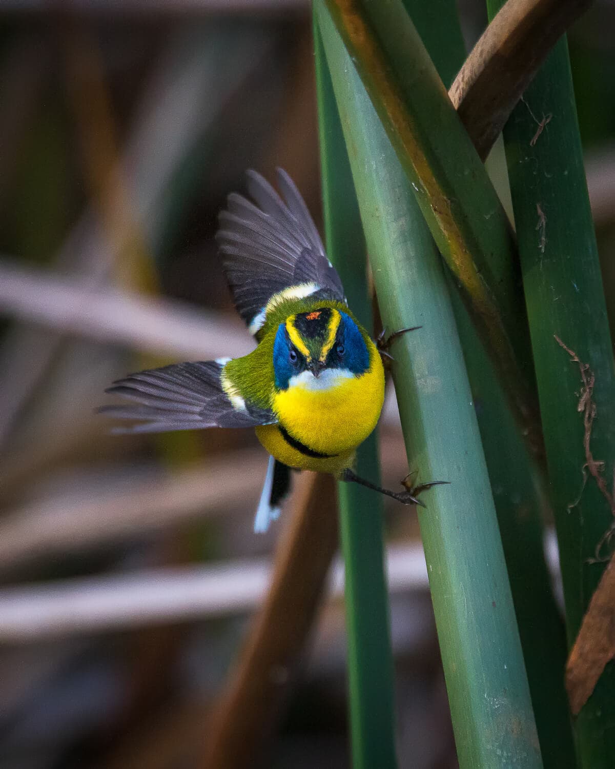 Siete colores
