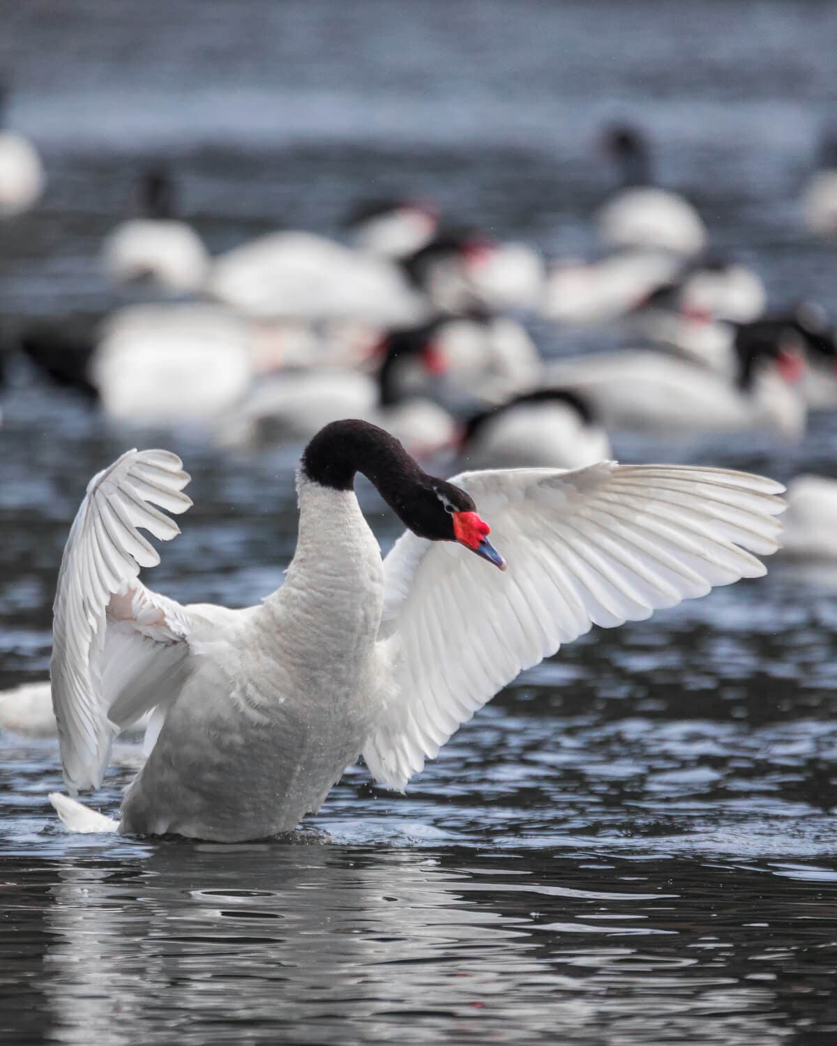 Cisne de cuello negro